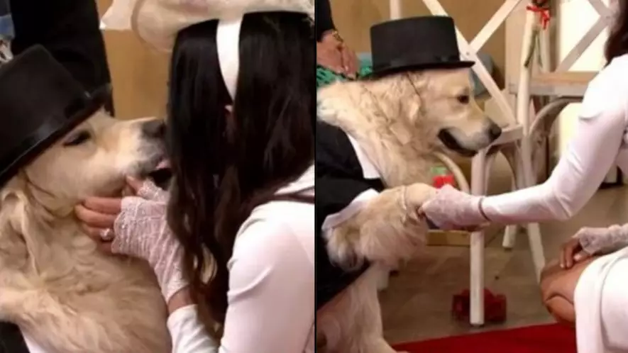 Woman 'Marries' Her Dog After 221 Failed Dates And Four Broken Off Engagements