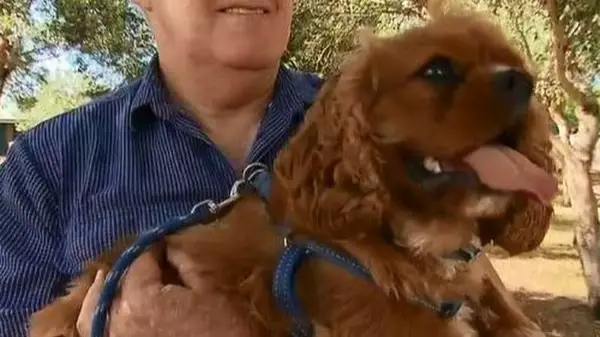 Resilient Spaniel Survives After Eating Five Bags Of Heroin He Found At The Park