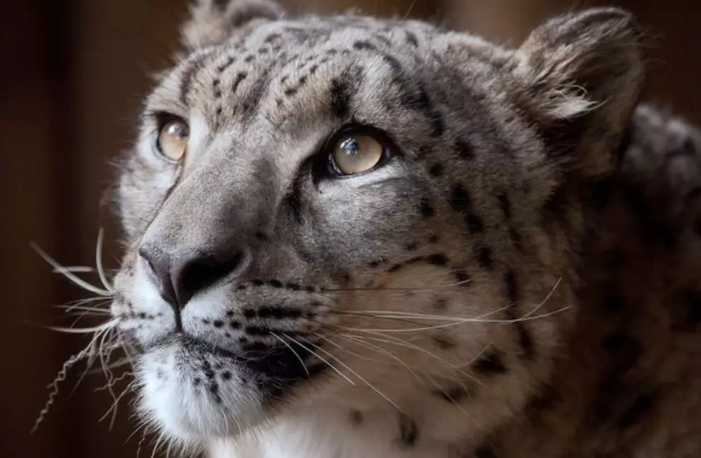 Snow Leopard Shot Dead After Escaping UK Zoo.