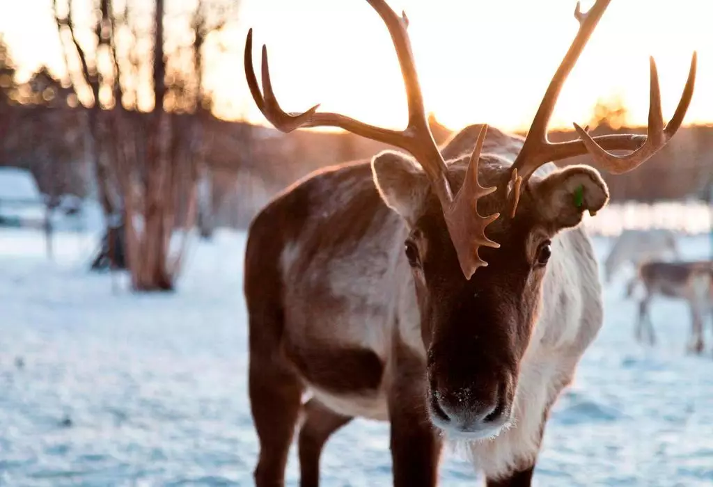 Guests can watch and pet reindeer at the onsite reindeer paddock (