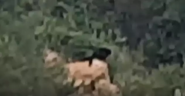 The video offers an extremely rare glimpse of the evasive animal.