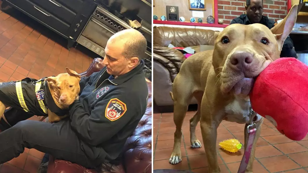 Dog Abandoned By Family Is Adopted By Firefighters Who Saved Her