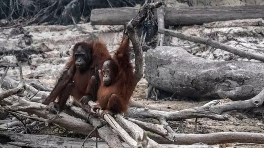 Heartbreaking Photos Show Orangutans Driven From Their Homes Due To Forest Fires