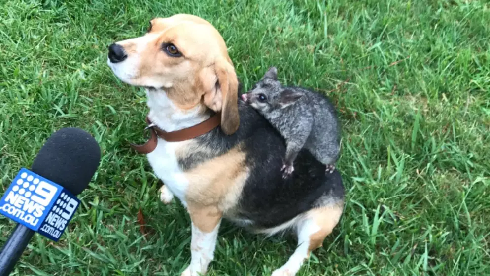 Beagle Who Lost Litter Adopts Baby Possum And It's Absolutely Adorable