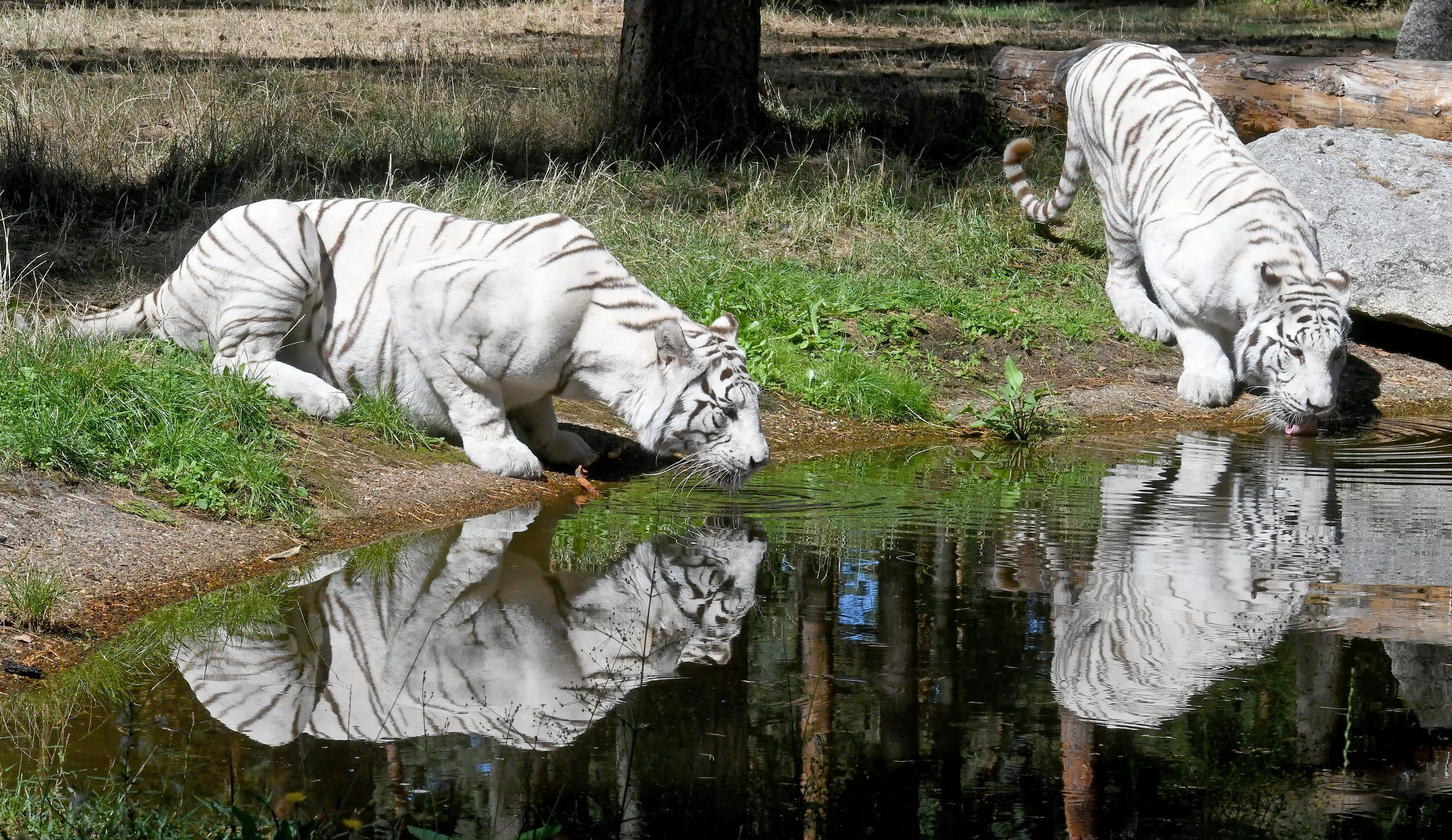 White tigers at a zoo in Germany.