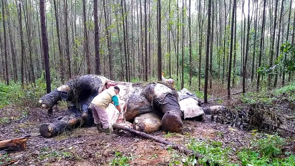 Elelphant Found Dead After Being Decapitated By Poachers