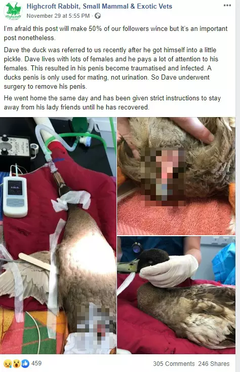 The vets' Facebook post.