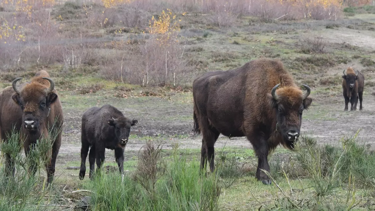 Woman Attacked By Bison In Yellowstone National Park