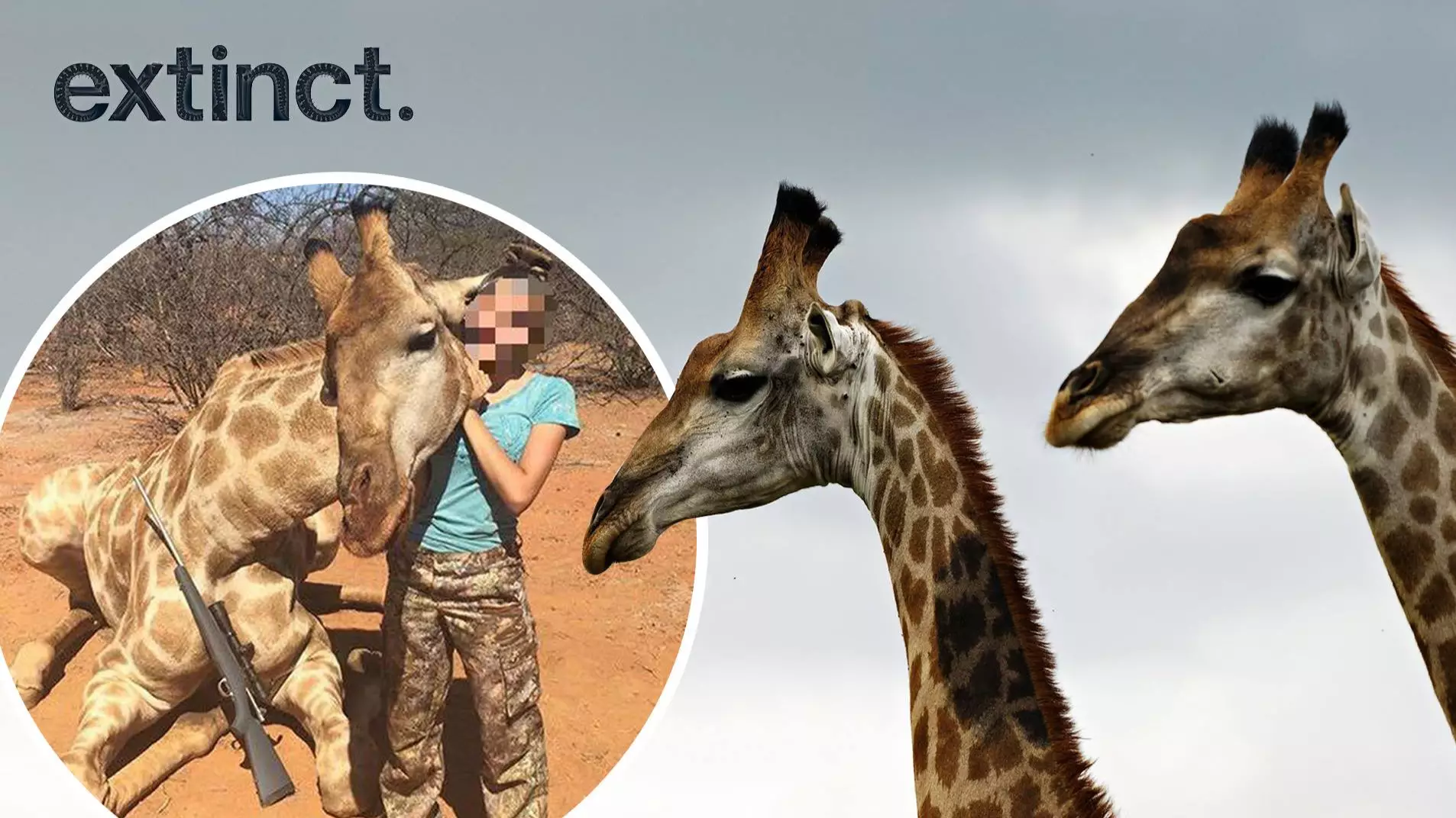 Giraffes Facing 'Silent Extinction' Due To American Trophy Hunters
