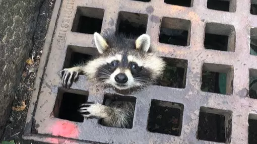 Raccoon Gets Itself Well And Truly Stuck In Drain