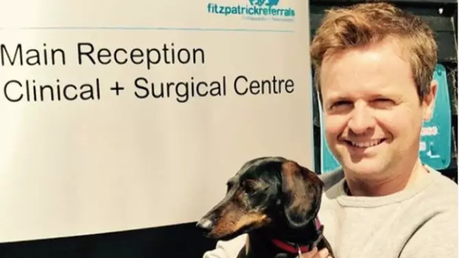 Declan Donnelly's Dog Rocky On The Mend After 'Run-In With Grumpy Fox'