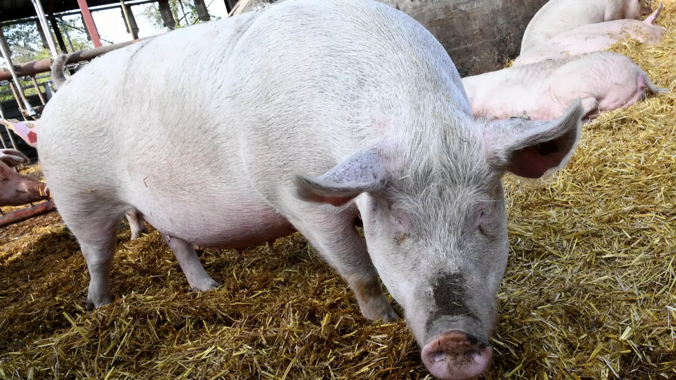 ​Pig Hearts Could Be Used In Human Transplants Within Three Years