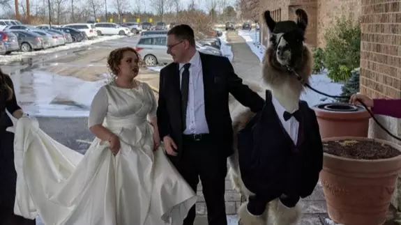 Guy Fulfils Promise Of Bringing Llama To Sister's Wedding