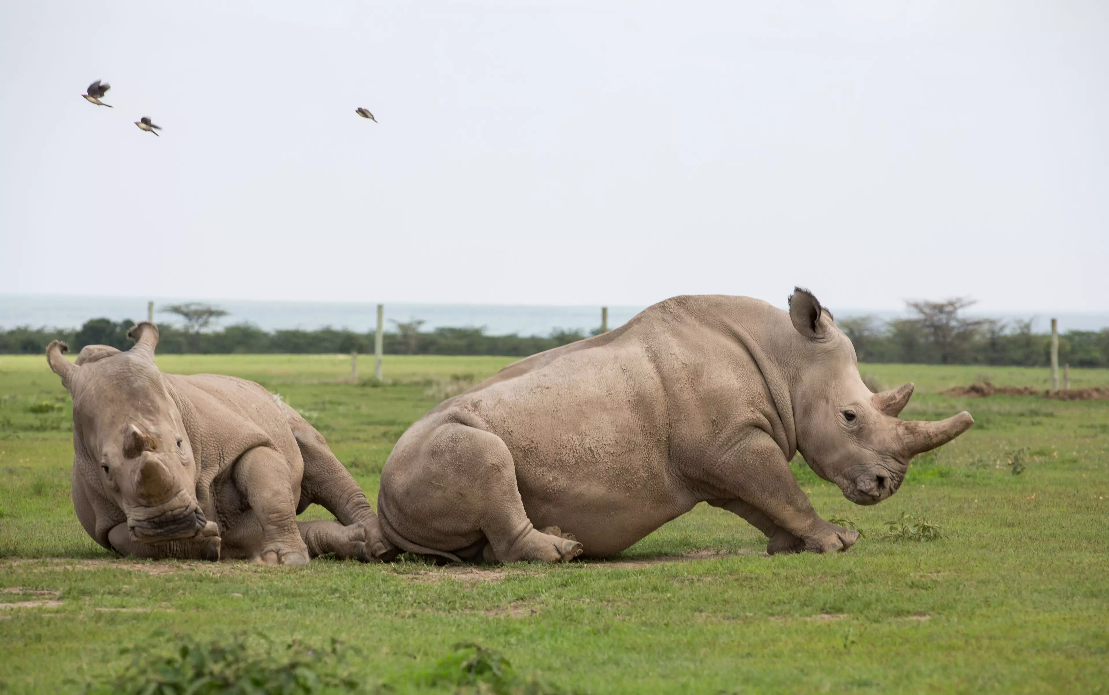 Drum will be responsible for protecting the last two northern white rhinos.