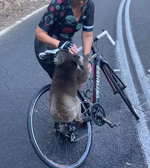 The koala climbed up onto her bike for water.