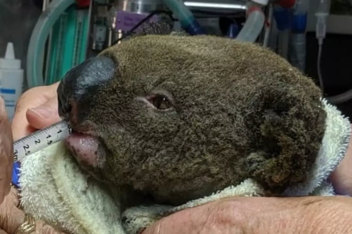 One of the koalas that is receiving treatment.