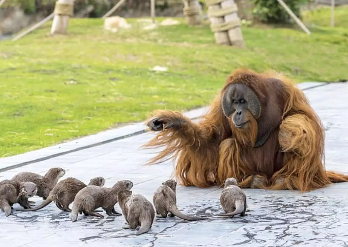 The orangutans and otters have become great pals.