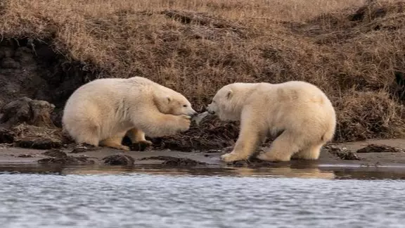 Tragic Photos Show Polar Bear Cubs Fighting Over Bits Of Discarded Plastic