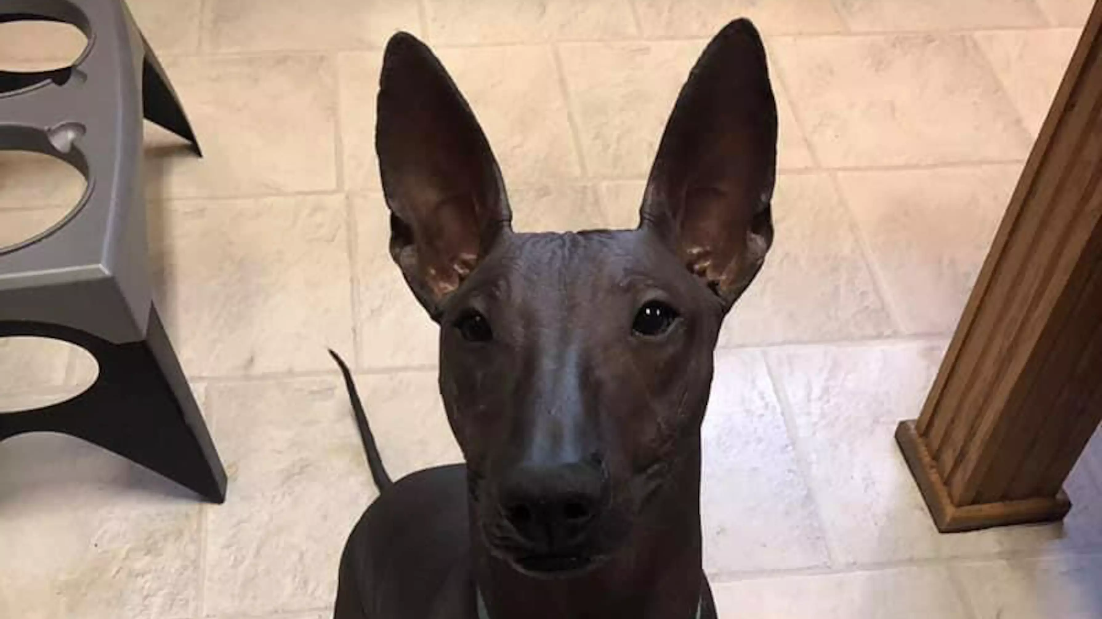Woman Pays £2000 For Rare Hairless Dog That 'Looks Like Statue'