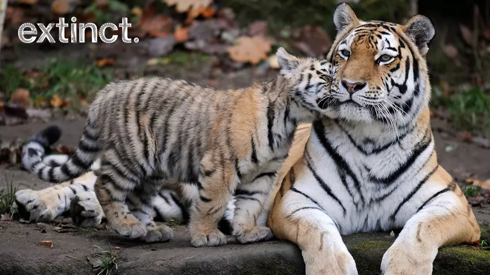 Nepal Doubles Its Tiger Population In Nine Years To Protect Endangered Big Cats 
