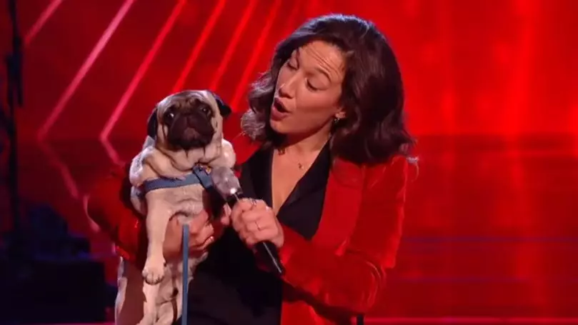 Singing Pug Steals The Limelight On 'The Voice'