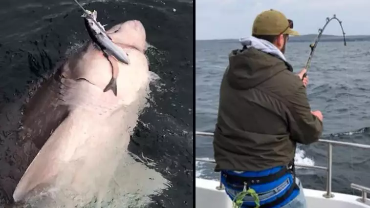 No, Seriously, They're Gonna Need A Bigger Boat After 102-Stone Shark Is Caught Near Ireland