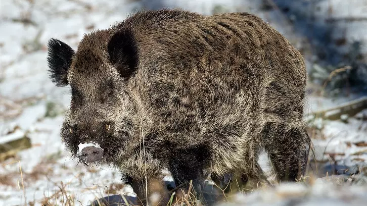 Wild Boar Kills German Hunter Who Was Trying To Shoot Him