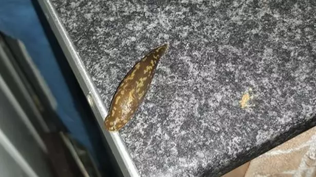 Couple 'Forced To Stay Up Until 5AM' To Stop Slugs Invading Their House