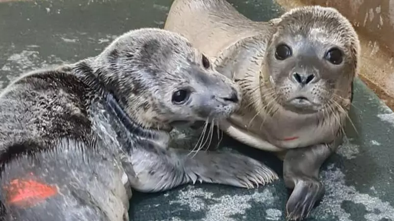 Baby Seals Are Being Chased Into The Sea By Beachgoers And 'Orphaned' From Their Mums