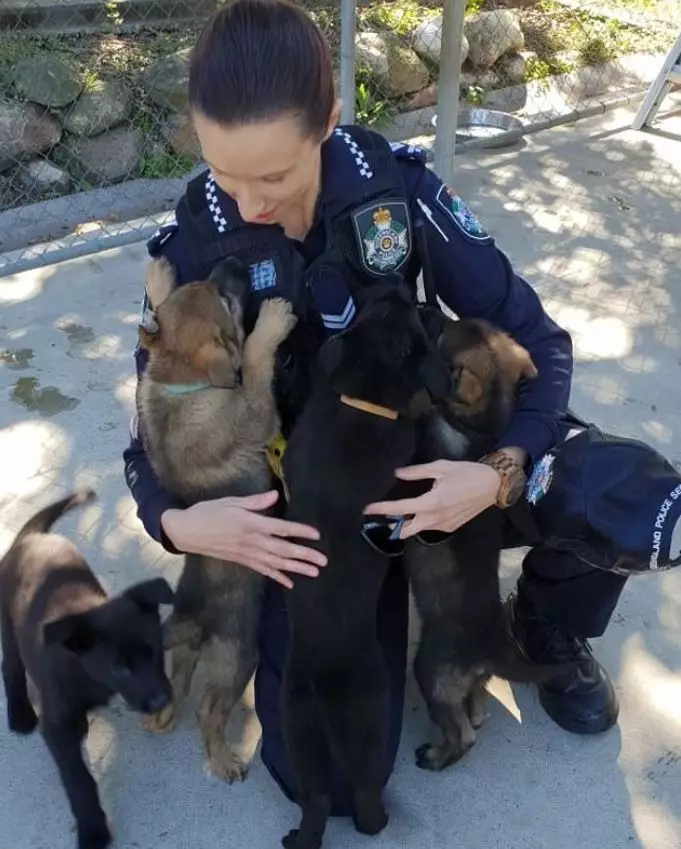 Ozzie was part of the 'O' litter born and trained by Queensland Police.
