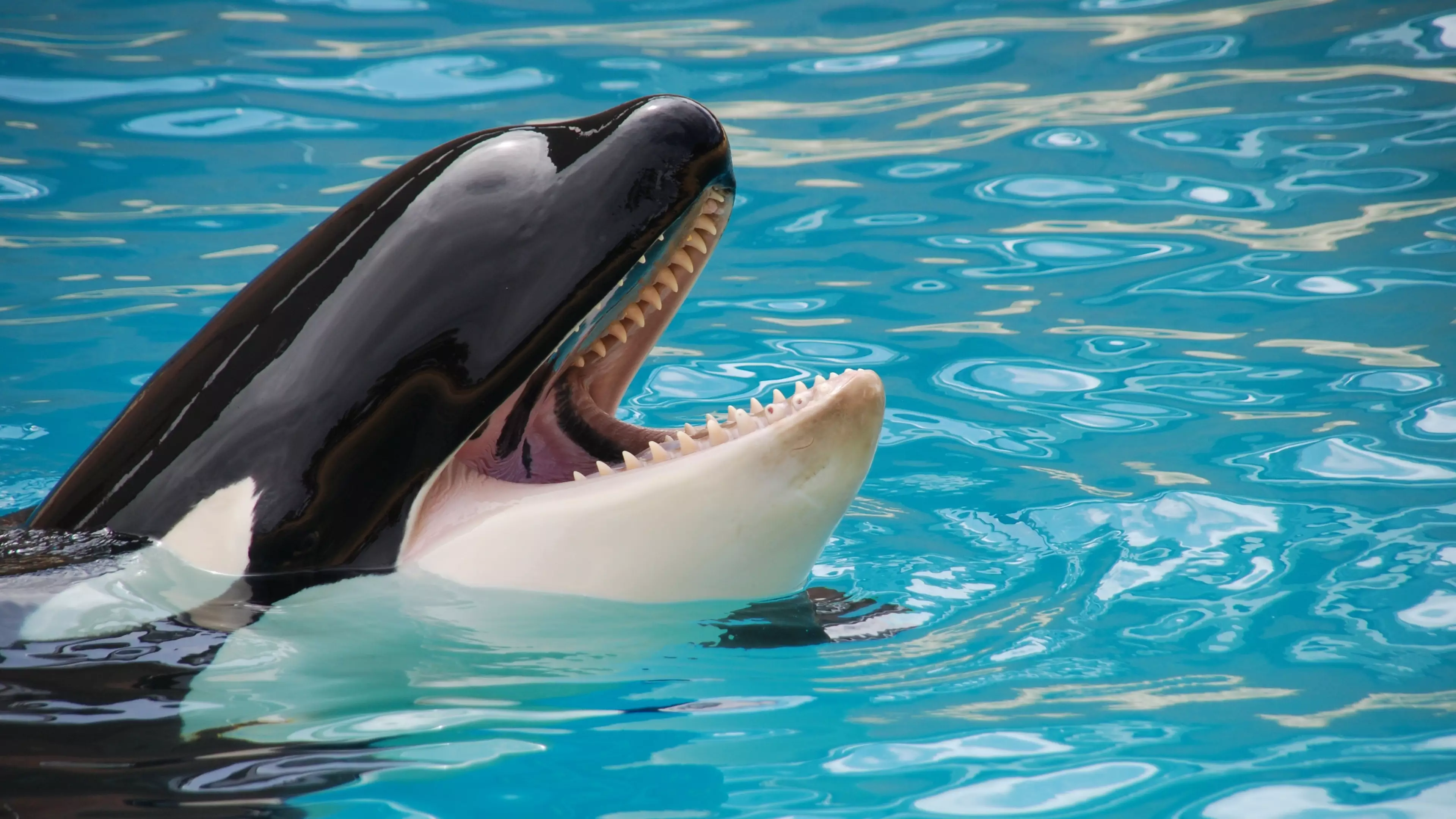 'Free Willy' Law Passed In Canada Banning Holding Dolphins And Whales In Captivity