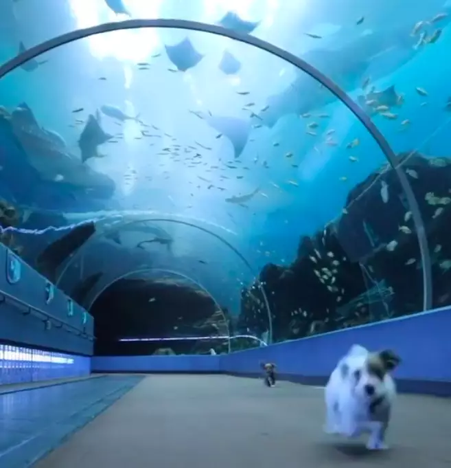 The puppies had the aquarium to themselves (