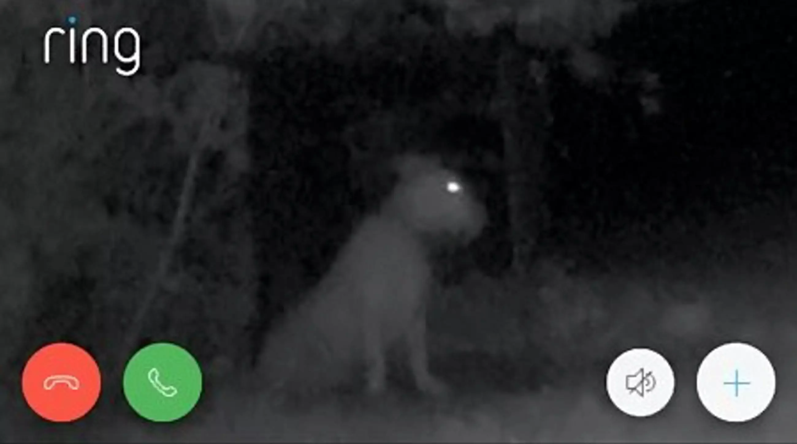 Zena pictured on the night camera.