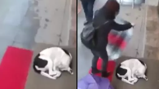 CCTV Captures Woman's Heartwarming Gesture For Cold, Stray Dog