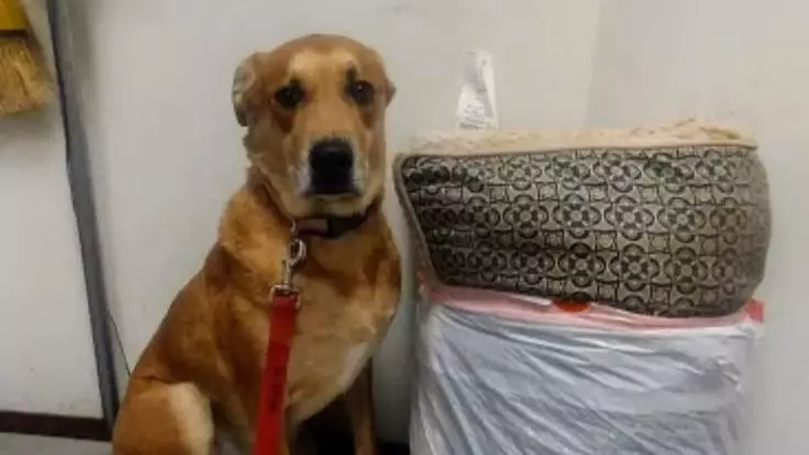 Dog Is Returned To Rescue Centre With All His Toys And His Bed