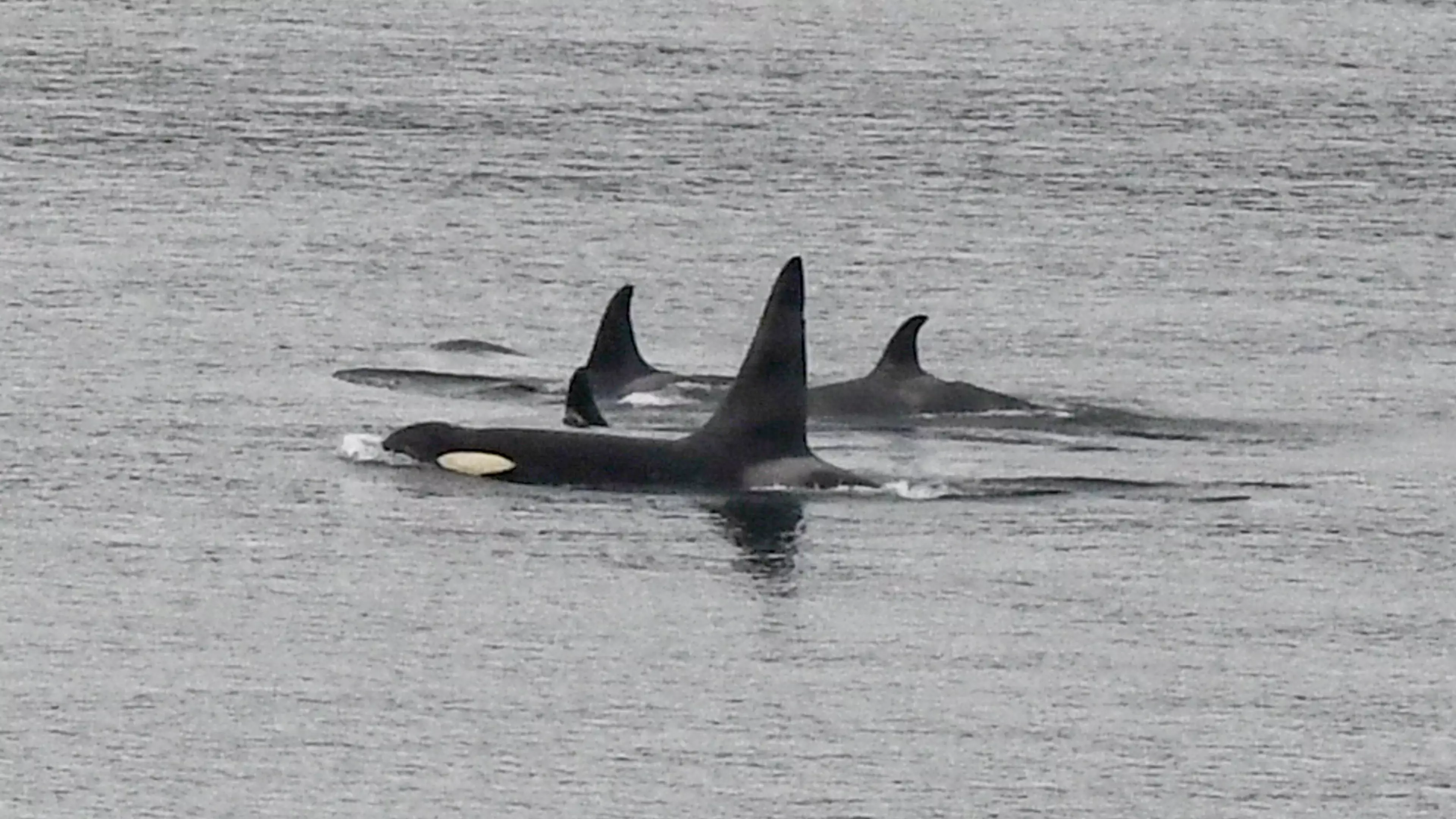 Scientists 'Concerned' After Killer Whales Attack Boats Off The Spanish Coast