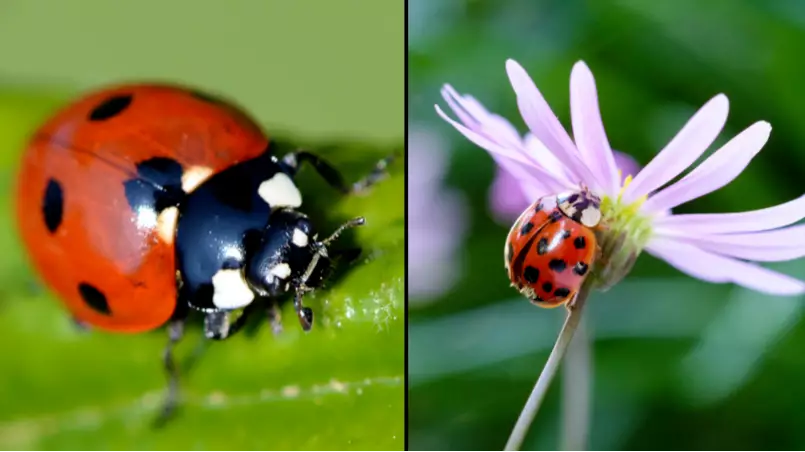 Some People Think They Can Catch STDs From Ladybirds 
