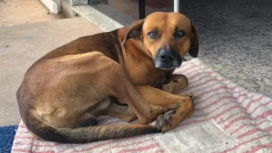 Dog Has Waited At A Hospital For Four Months After Owner Died