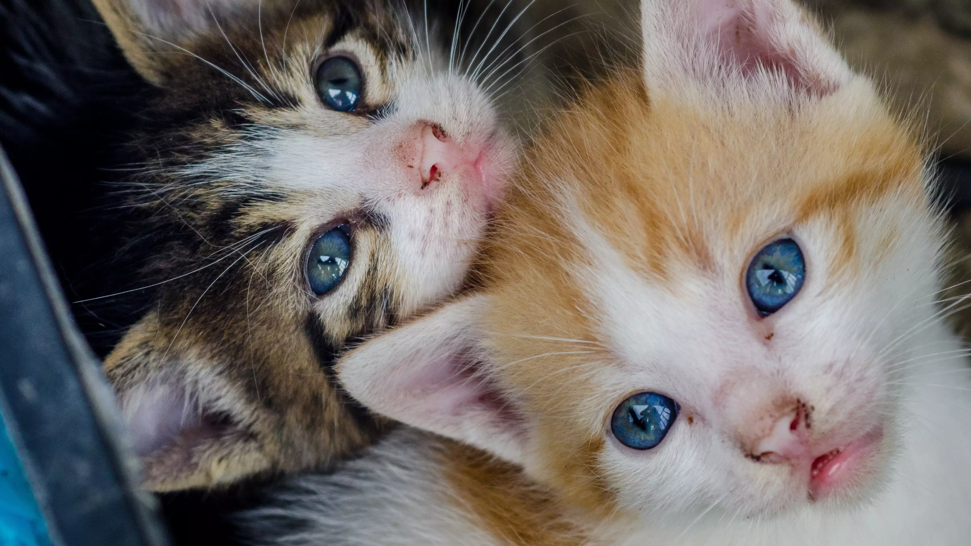 Charities Warn There Could Be A 'Kitten Crisis' This Summer Due To Lockdown