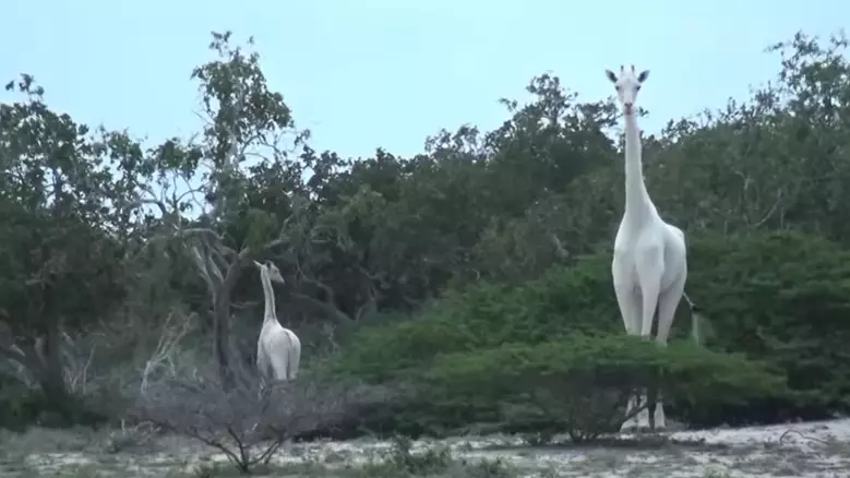 Rare White Giraffes Caught On Film For First Ever Time 