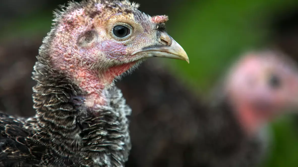 ​Farmers May Have To Downsize Turkeys For Christmas To Fit In With Rule Of Six