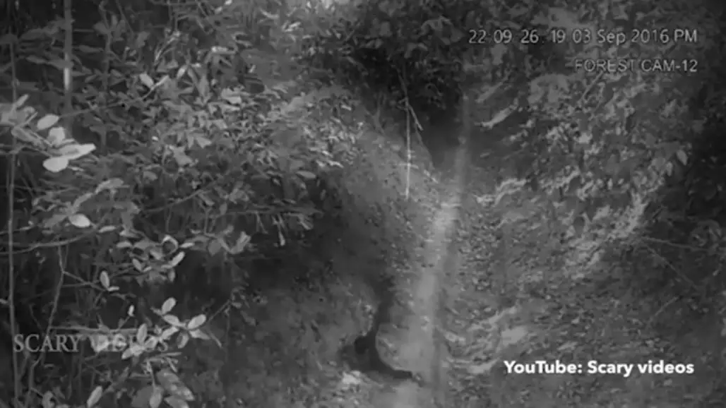 Video Shows Ghost Attack Young Boy In A Forest
