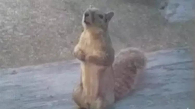 Adorable Wild Squirrel Patiently Waits By Window Every Day For A Peanut