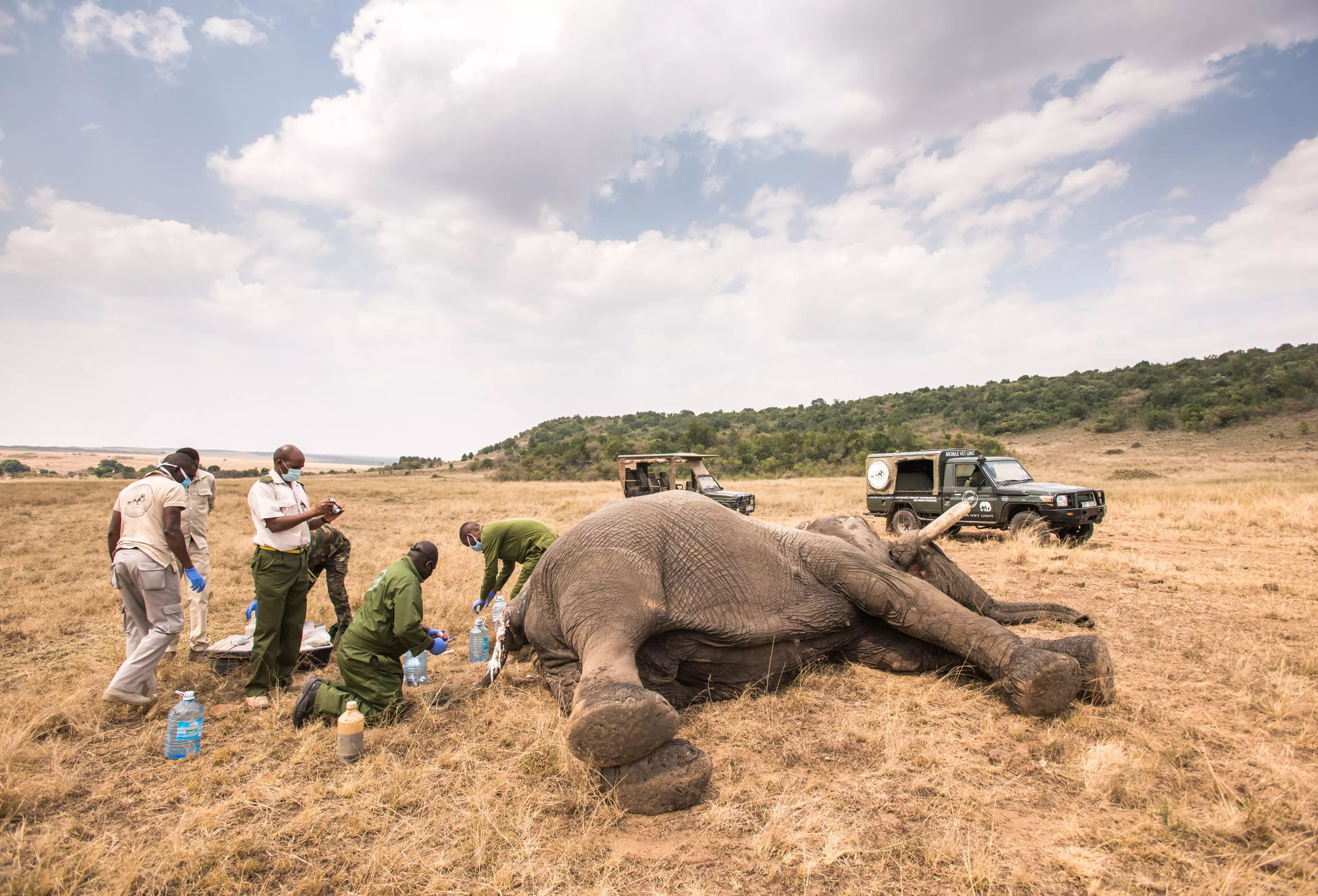 The poor elephant was spotted by conservationists (