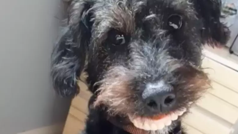 Owner In Stitches As Dog Steals Her Mum's Old Dentures
