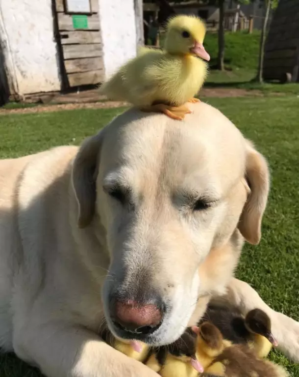 The dog adopted a whole flock of ducklings.