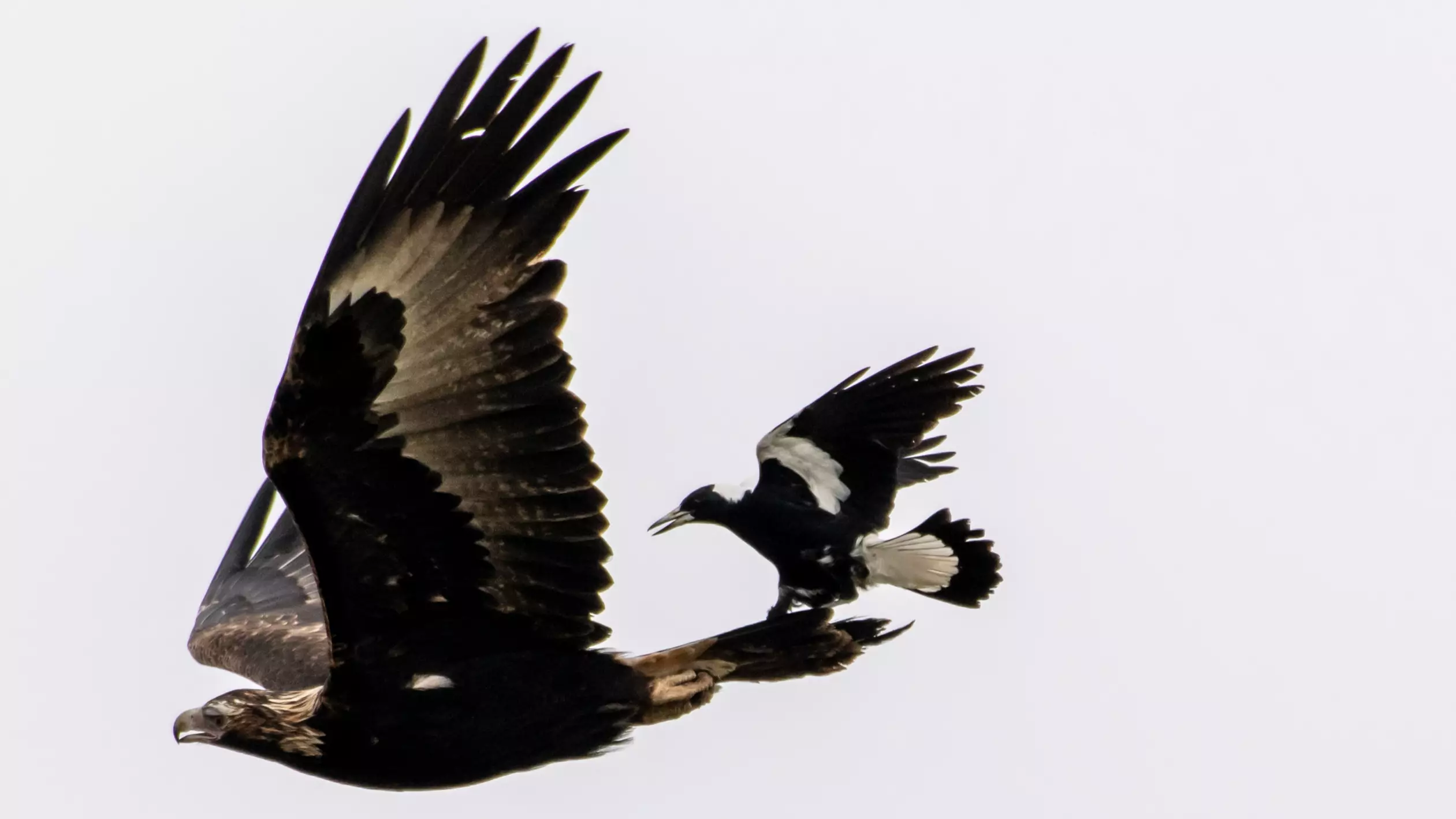 Amateur Photographer Captures A Once In A Lifetime Shot Of Magpie Riding An Eagle