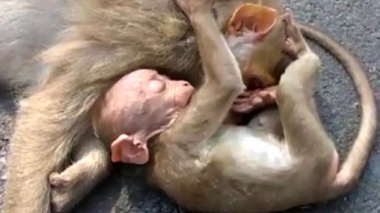 Grief-Stricken Baby Monkey 'Weeps' Over Its Mother's Body In Tragic Video