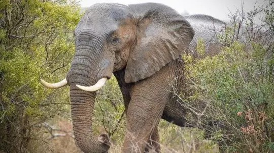 Animal charities suggest that humans shouldn't rude elephants (