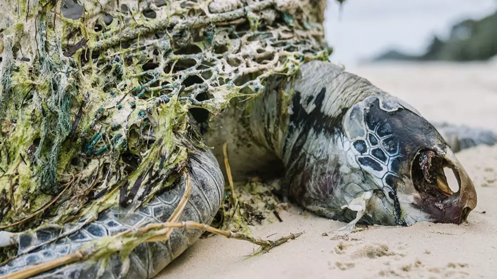 Turtles Found Dead On Australian Island Due To Plastic And Fishing Rubbish